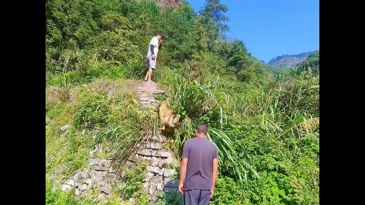 Video thumbnail for Dog Struggles to Climb Steep Rocky Slope in Guangdong