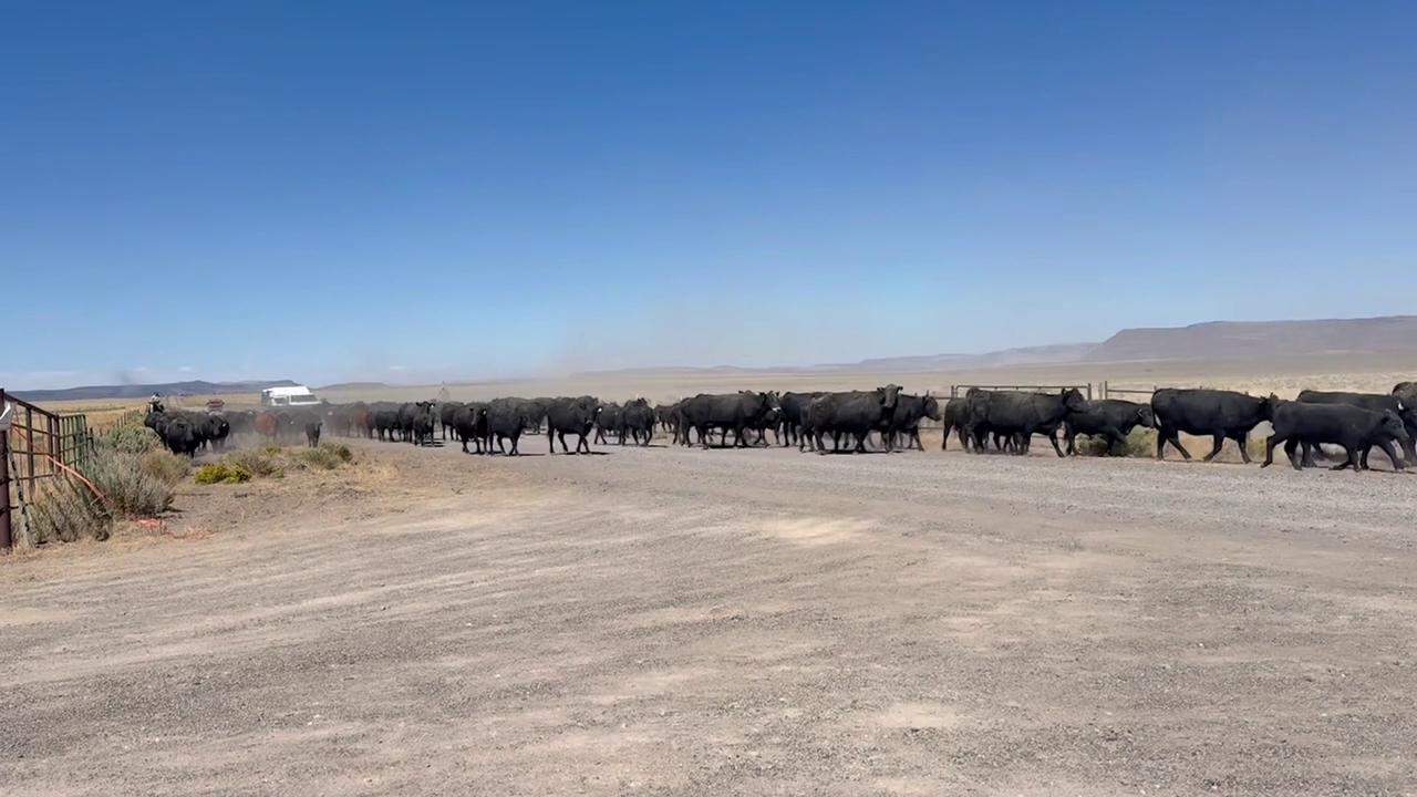 Video thumbnail for US: 300 Cattle Flee Wildfire Threat As Ranchers Race To Move Herd Into California.