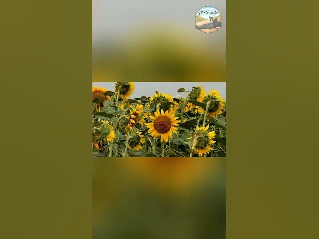 Video thumbnail for A Sunflowers Postcard: Greetings from Dakota, Iowa & Minnesota #shorts