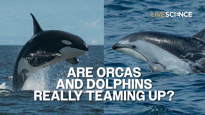 Video thumbnail for Killer whales are teaming up with dolphins on salmon hunts, study finds — but not everyone agrees