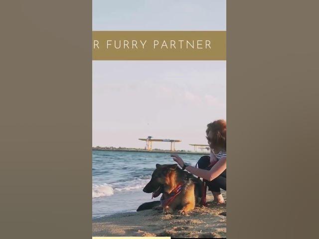 Video thumbnail for Briefly explain German Shepherds‘ history as herding and guarding dogs