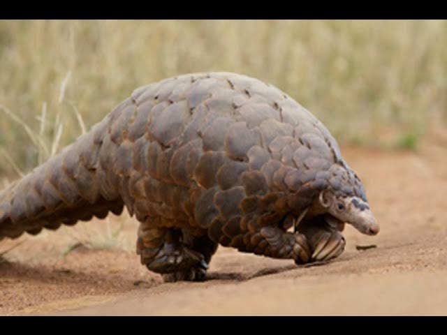 Video thumbnail for Día Mundial del Pangolín, 21 de Febrero de 2026