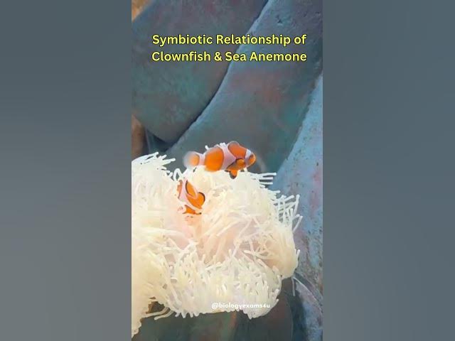 Video thumbnail for Clownfish and  Sea anemone | A beautiful Symbiosis