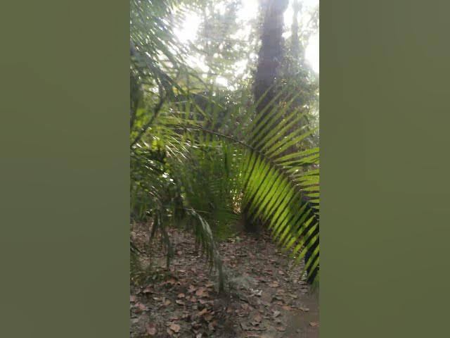 Video thumbnail for Jungle hai aadhi raat hai lagne laga hai dar #viralvideo #naturalview #shortvideo #trendingshorts