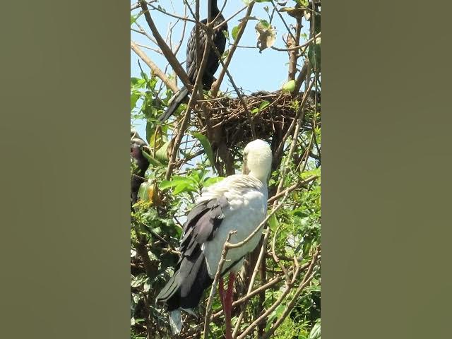 Video thumbnail for Wow Nice Gain Bird A lot EP 34 #birds #nestbird #birdalot #birdfeed #birdeat