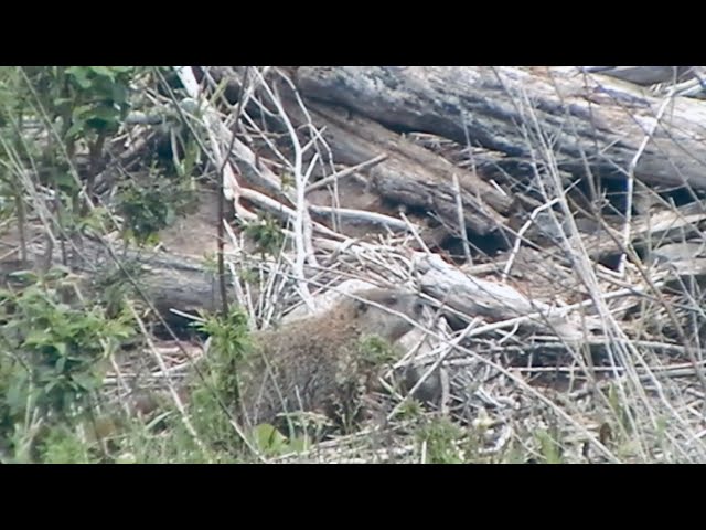 Video thumbnail for 22-250 vs Woodchuck