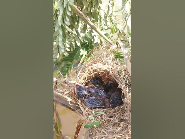 Video thumbnail for Babies Bird Cries Feed Eat (EP-87)  #birds #nature #birdfeeding #birdwatching