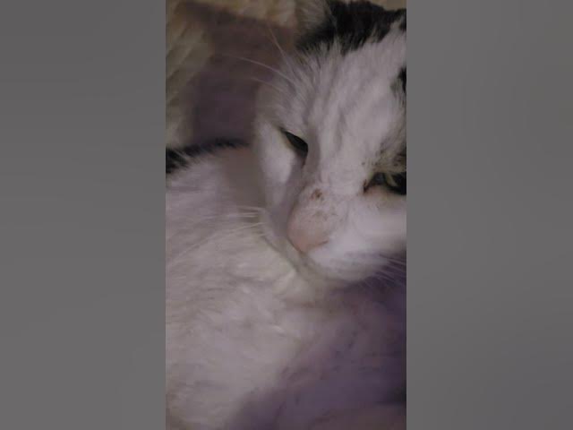 Video thumbnail for He's a very relaxed cat and also a good boy