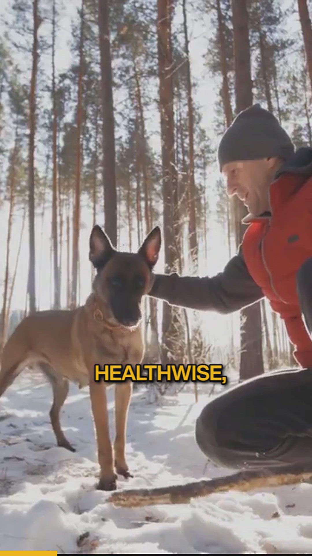 'Video thumbnail for german shepherds vs belgian malinois (2)'