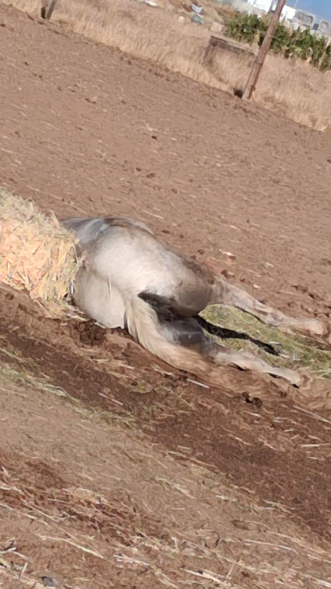 Video thumbnail for 1000000948