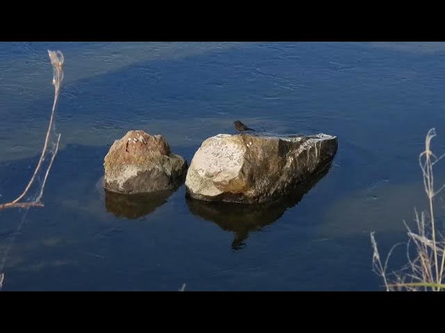 Video thumbnail for I'll Have a Black Phoebe on the Rocks, Please