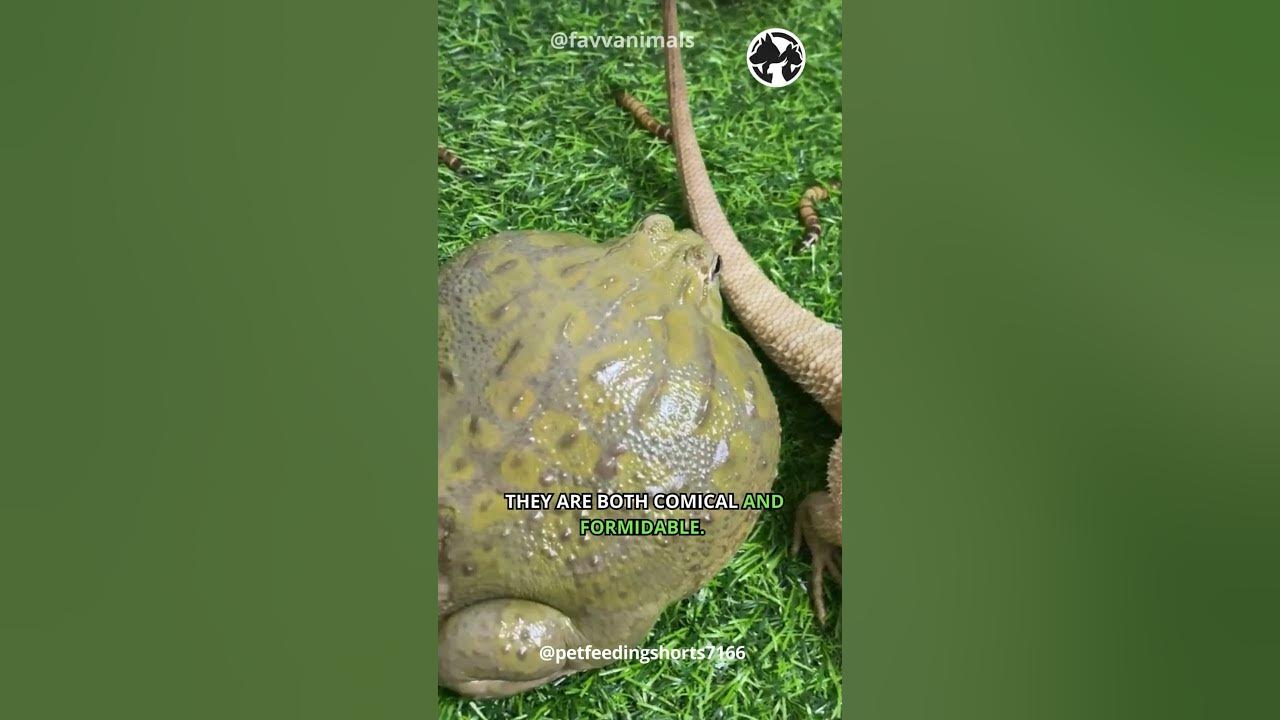 Video thumbnail for Amphibian Giants  -  The African Bullfrog Chronicles #shorts #africanbullfrog
