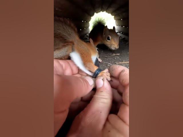 Video thumbnail for Hands Pulling Rubber in a Tight Forest Den