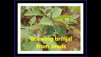 'Video thumbnail for Growing brinjal from seeds/ How to grow brinjal in your garden./Growing eggplant in your garden.'