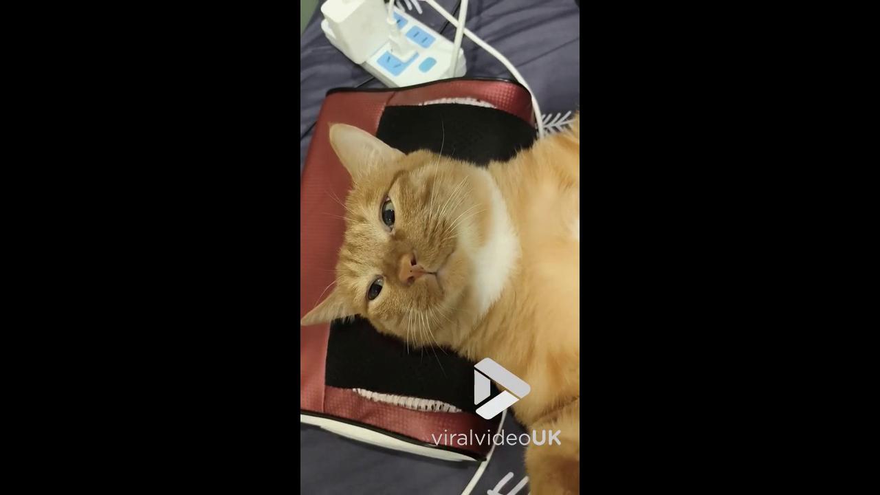Video thumbnail for VV5041 Cat enjoys message pillow