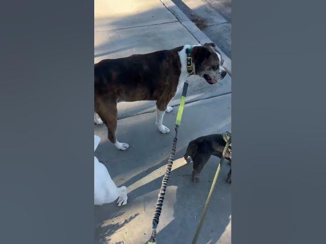 Video thumbnail for #bestshorts #dogs #park #friday #funnyshort #dogpark #doglife #dogshorts #boxer #frenchie #dogsit