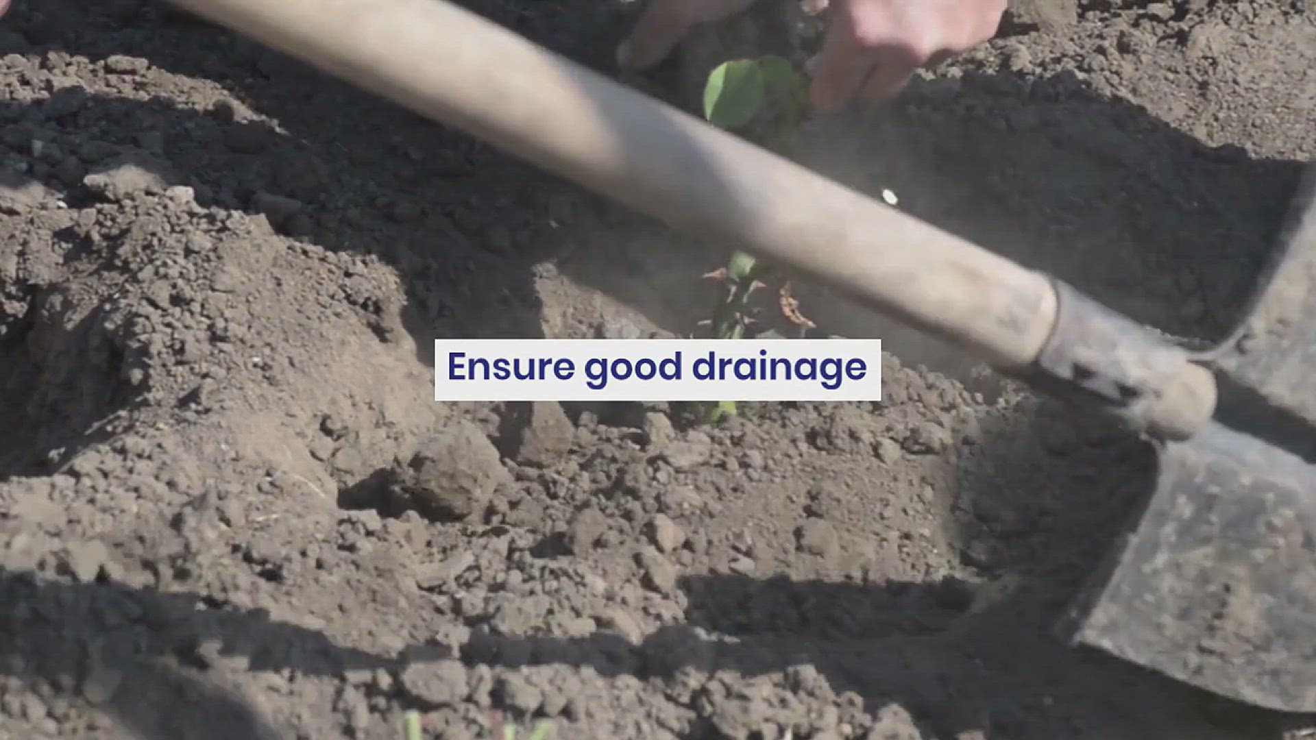 'Video thumbnail for How to Grow Black-Eyed Susan in Your Garden'