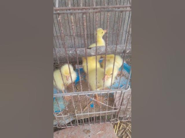 Video thumbnail for Baby swans#shortvideo #viral #shorts