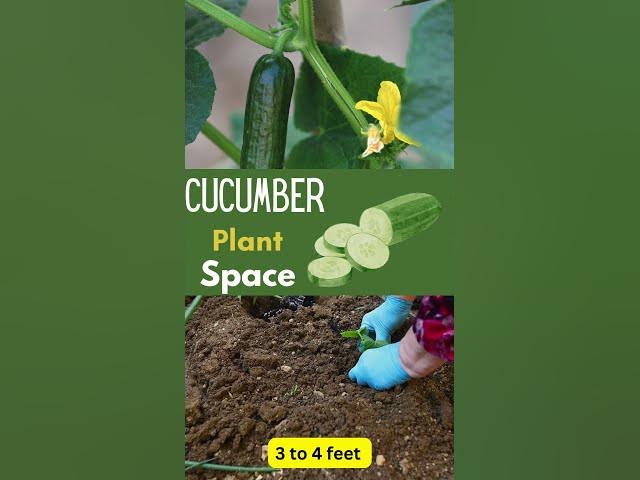 Video thumbnail for How Far Apart to Plant Cucumber #gardening