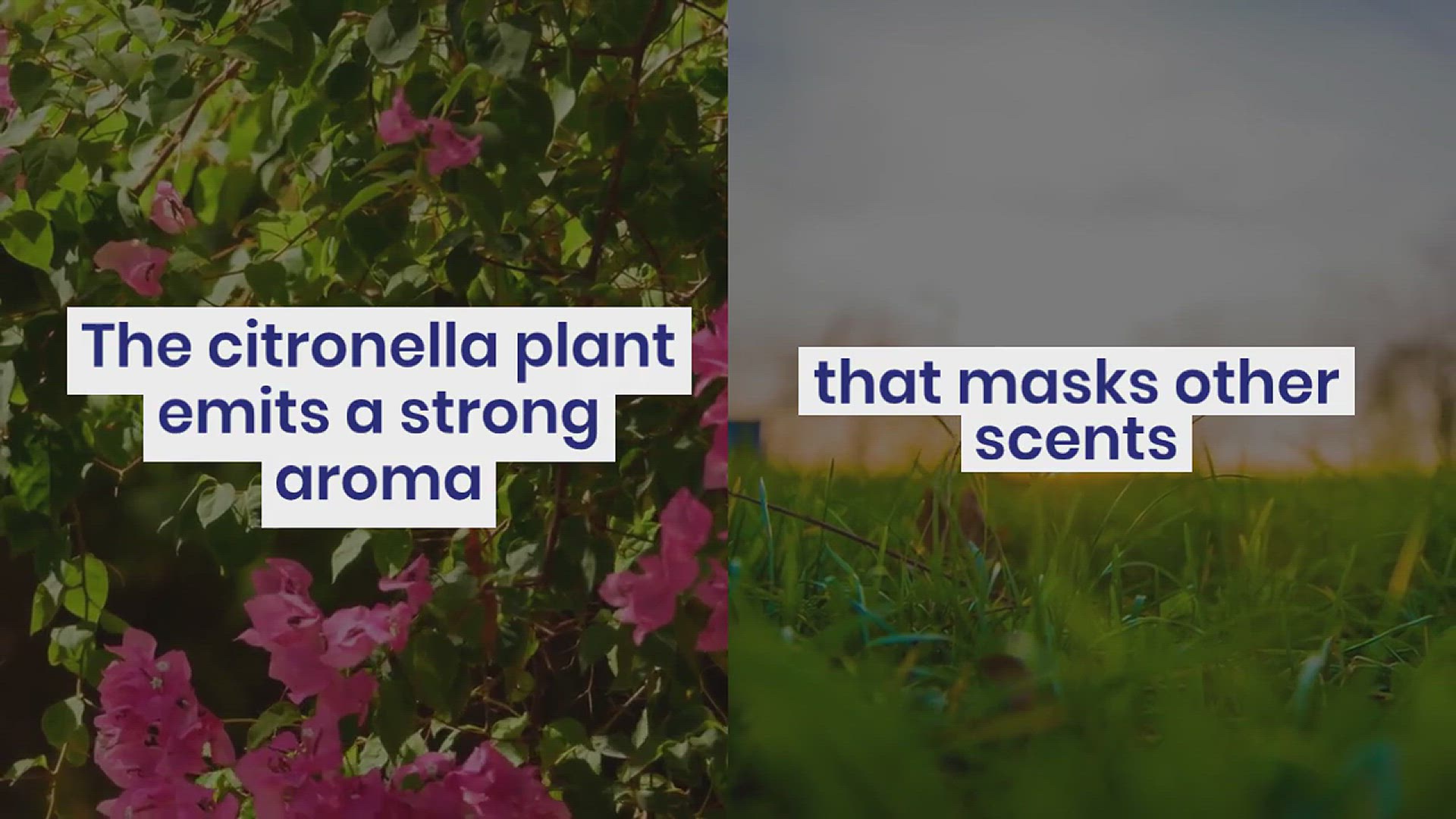 'Video thumbnail for How to Design the Garden with Citronella'