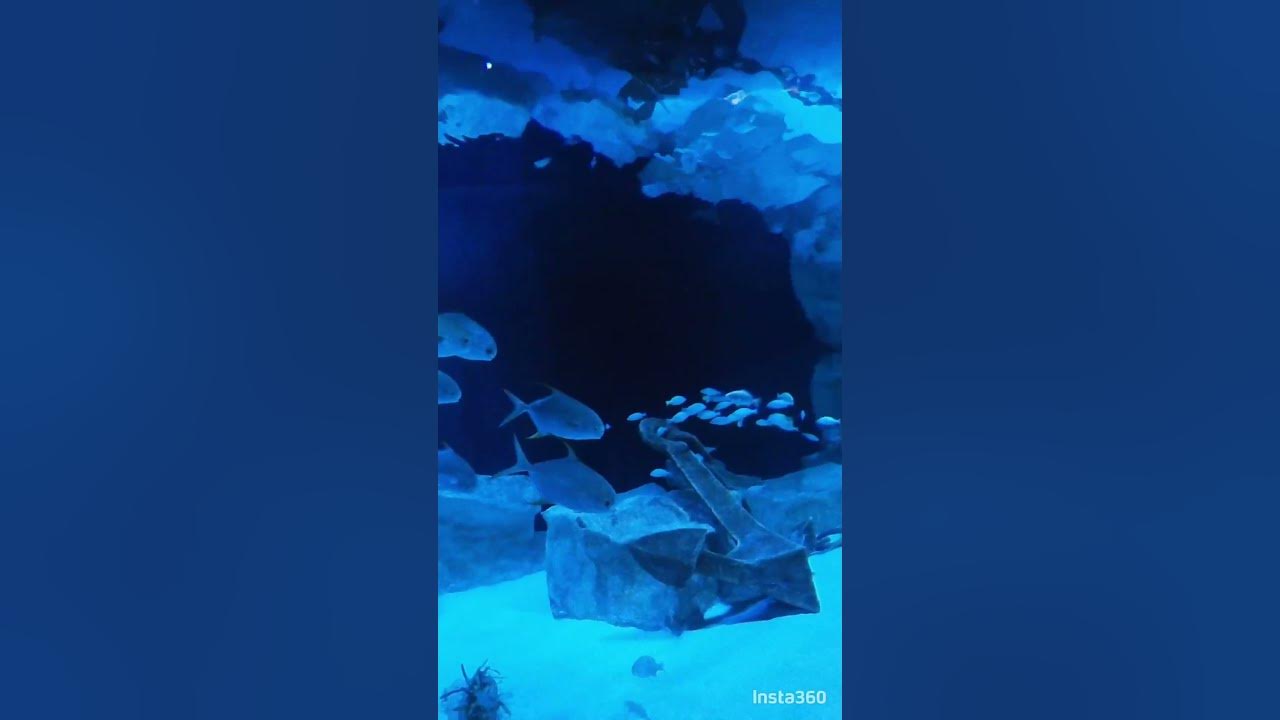 'Video thumbnail for Hamad Port Aquarium #qatar #travel'