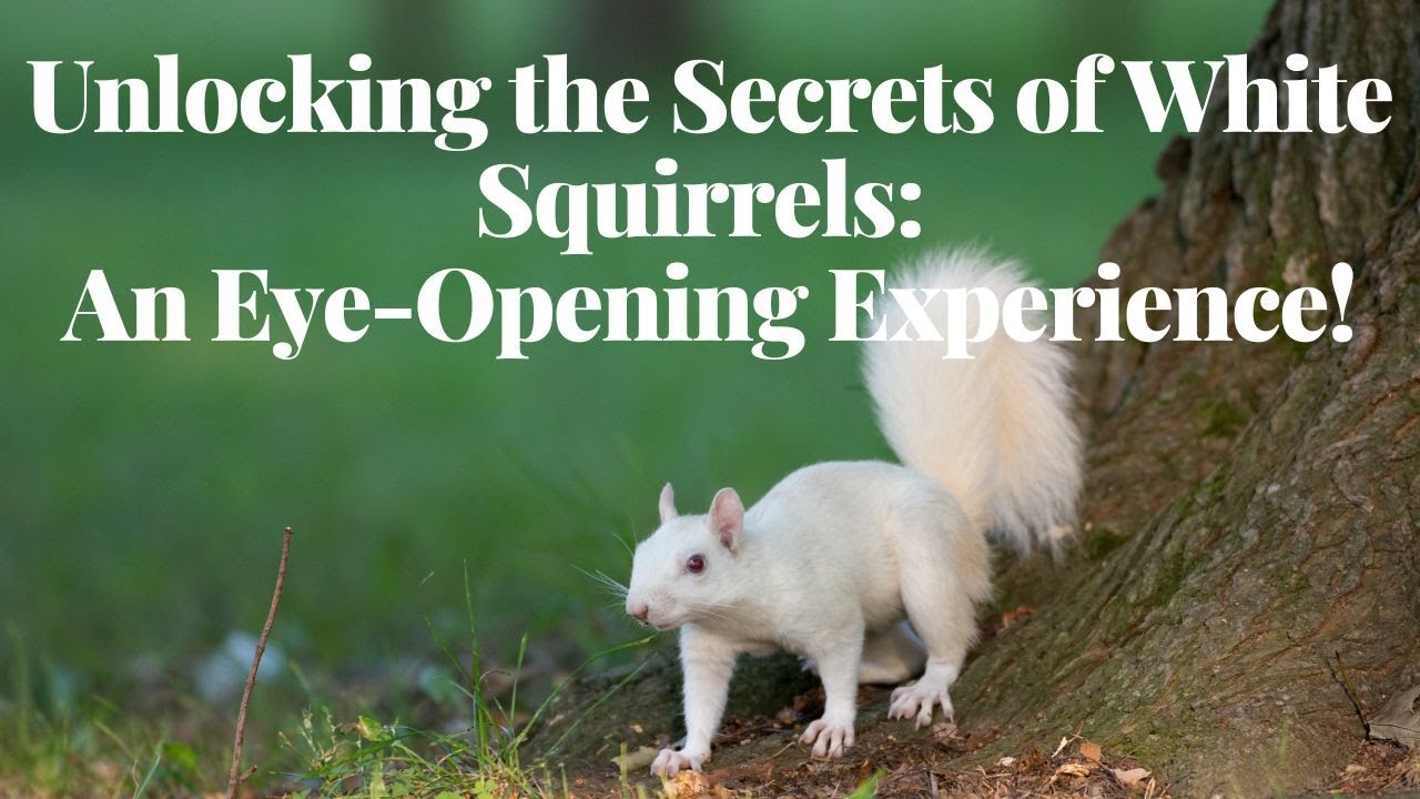 'Video thumbnail for Unlocking the Secrets of White Squirrels An Eye Opening Experience!'