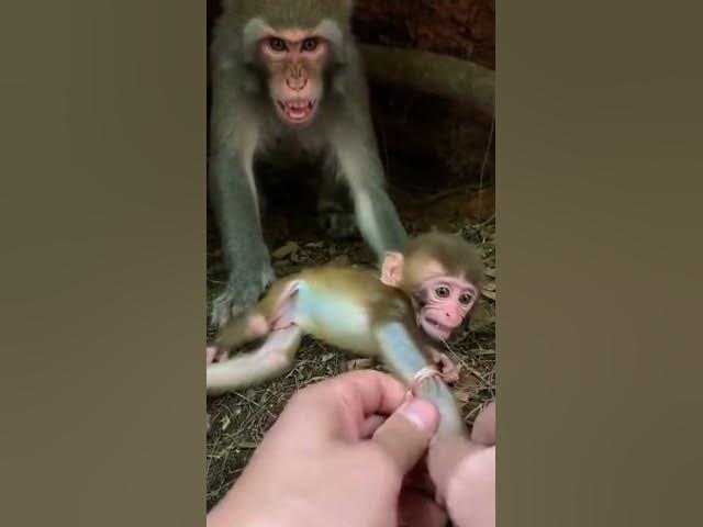 Video thumbnail for Hands Pulling Nylon in a Tight Forest Den