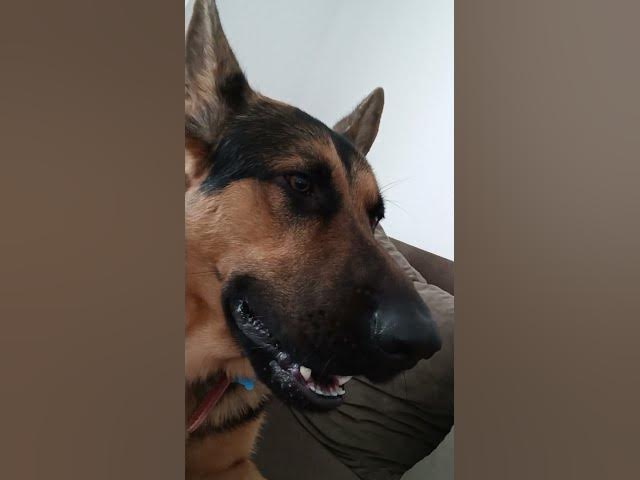 Video thumbnail for GSD 101 VID 20230906 115012