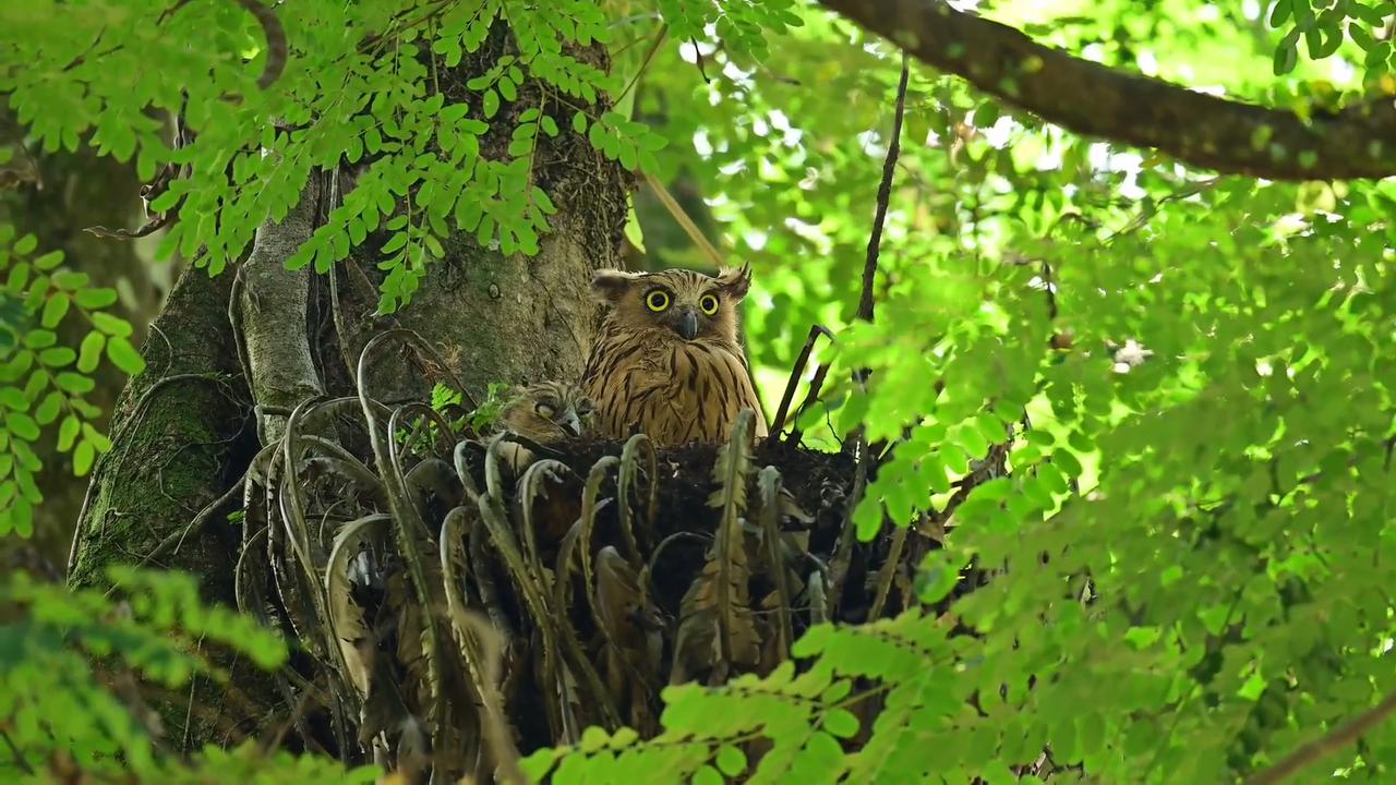 Video thumbnail for Singapore: Wide-Eyed Owlet Shares Sweet Moment With Protective Mother Owl.