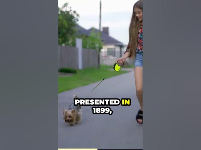 'Video thumbnail for Are German Shepherd Herding Dogs'