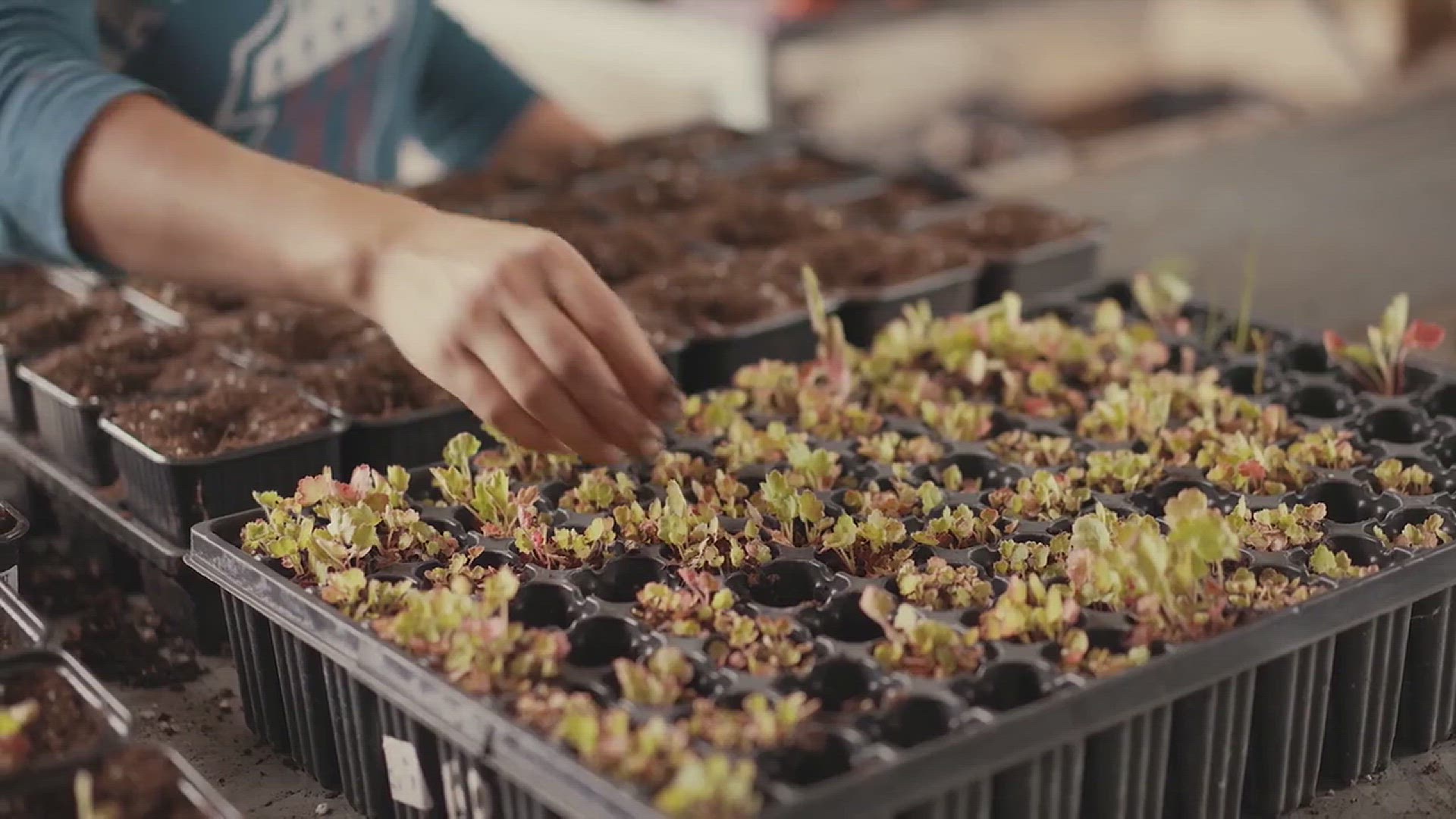 'Video thumbnail for Tips for Successfully Transplanting a Plant'