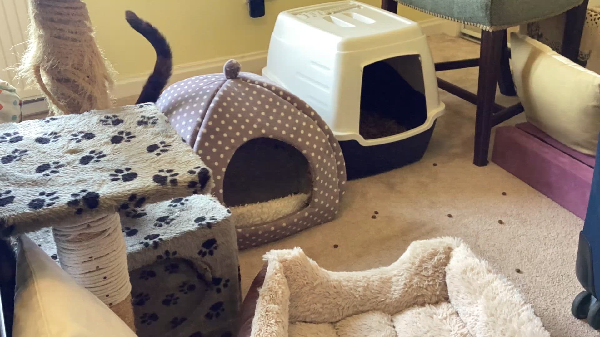 Video thumbnail for POV my cats