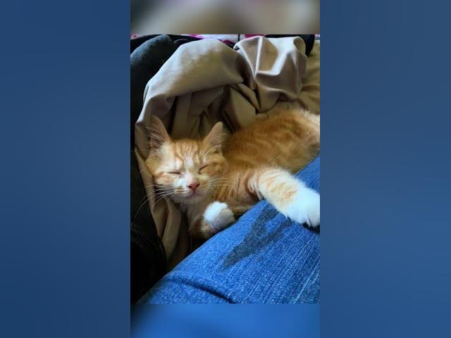 Video thumbnail for orange cats rule #ginger cat love