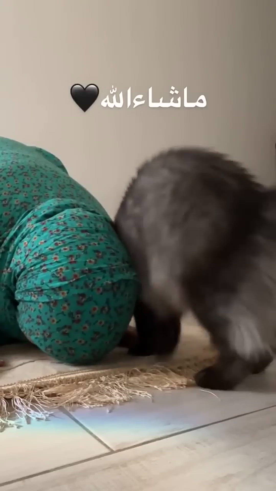 Video thumbnail for Cute cute car's #cats #shorts #viralvideo