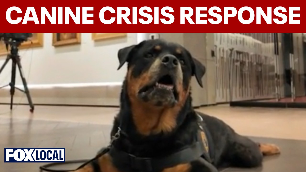 Video thumbnail for Crisis response dogs bring comfort to communities after tragedy