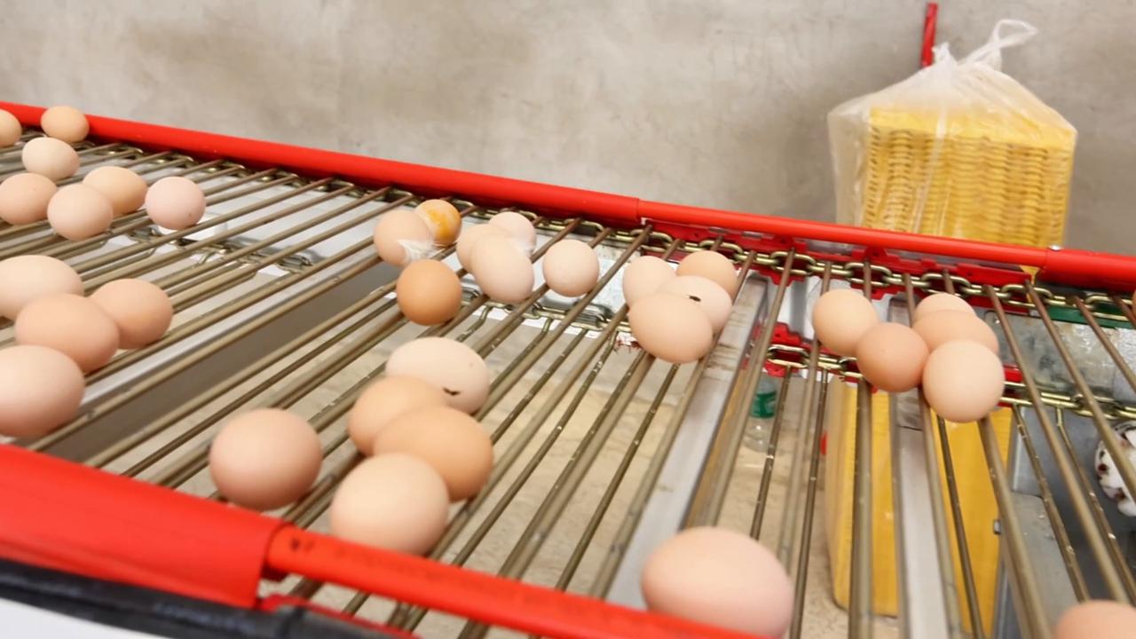 Video thumbnail for China: Chicken Farm.