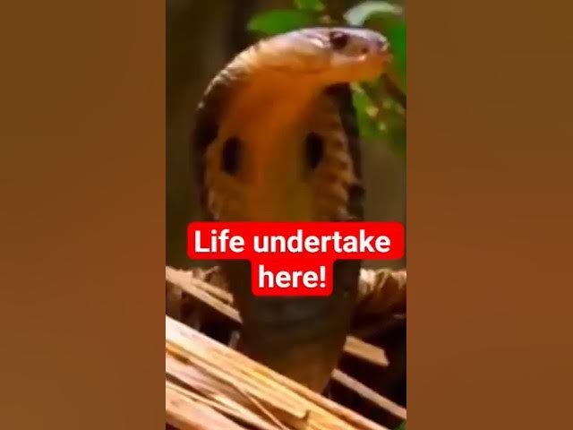 Video thumbnail for #wildlife #english #film #snake #africanmusic #ebsnews