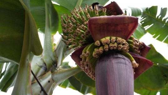 Video thumbnail for Bananas: One of the world's most complex fruits, traced by ancient Pacific dental plaque