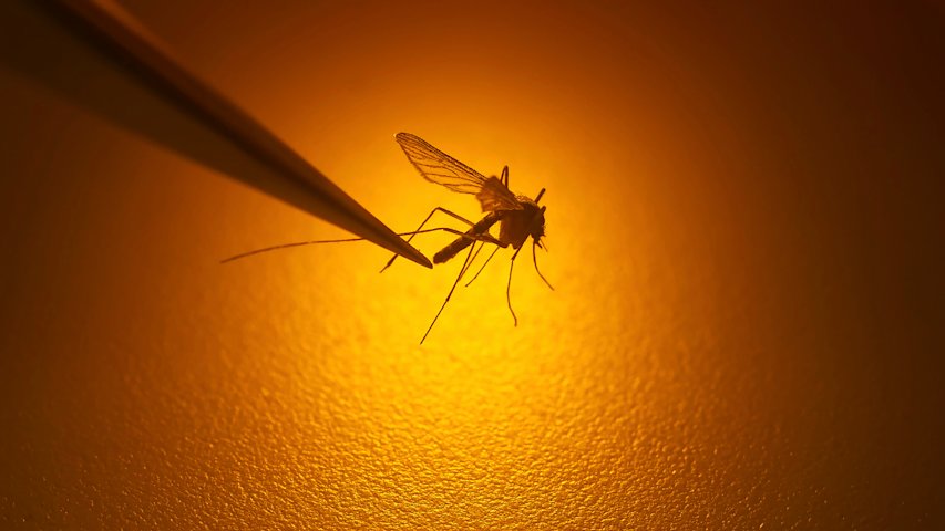 Video thumbnail for Monmouth County sprays parts of Keyport after mosquitoes test positive for West Nile virus