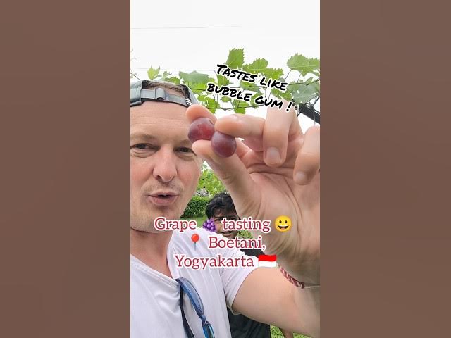 Video thumbnail for French Guy's Mind is BLOWN by Grapes That Taste Like BUBBLE GUM! 🍇🤯 | Yogyakarta, Indonesia