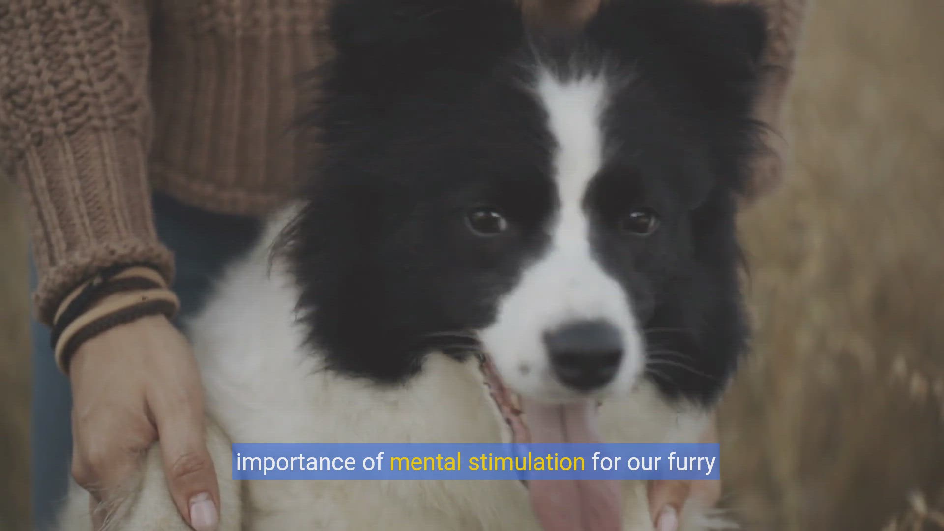 'Video thumbnail for Unlock Your Dog's Genius: Fun Enrichment Activities & Toys'