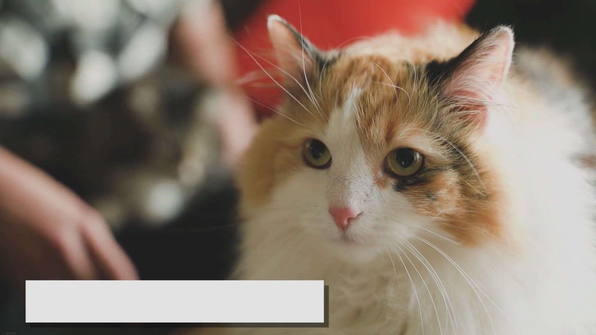 'Video thumbnail for Ragdoll Cat Eye Care: Tips for Maintaining Clear Vision'