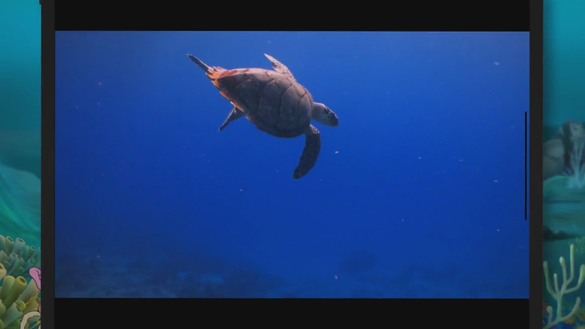 Video thumbnail for Do Sea Turtles Bite? (The Surprising Truth)