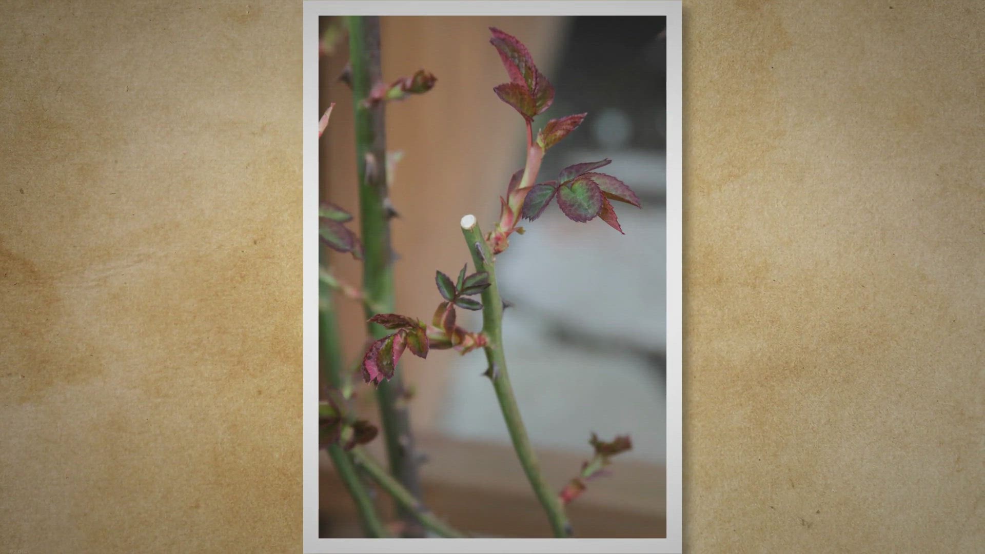 Video thumbnail for Mastering the Art of Rose Pruning: A Step-by-Step Guide to Healthy and Beautiful Blooms