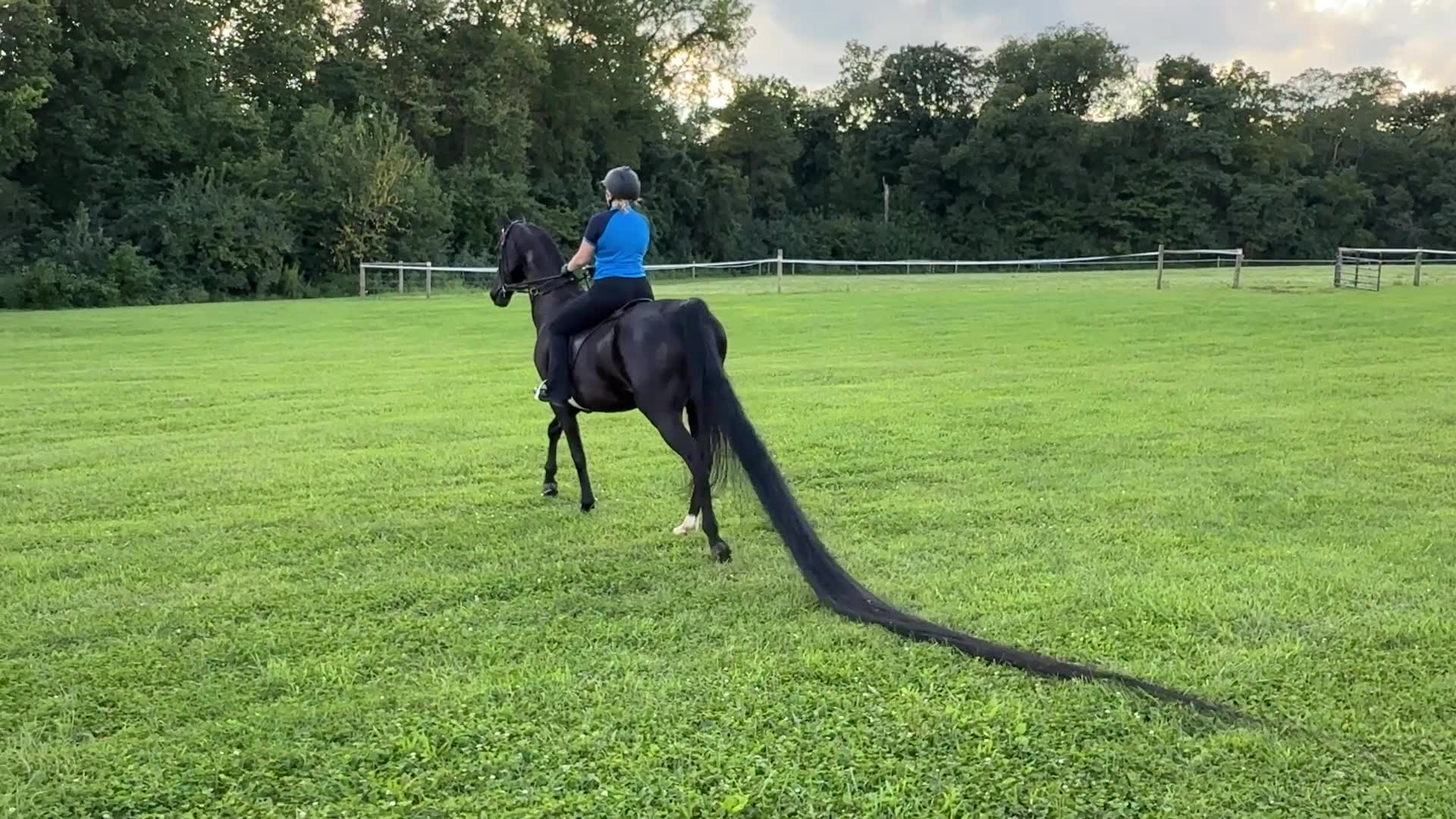 Video thumbnail for Longest tail on a horse