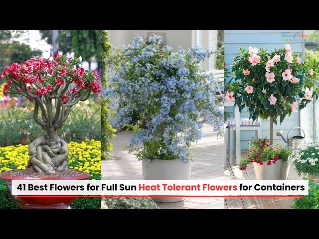 Video thumbnail for 41 BEST CONTAINER Flowering PLANTS FOR FULL SUN