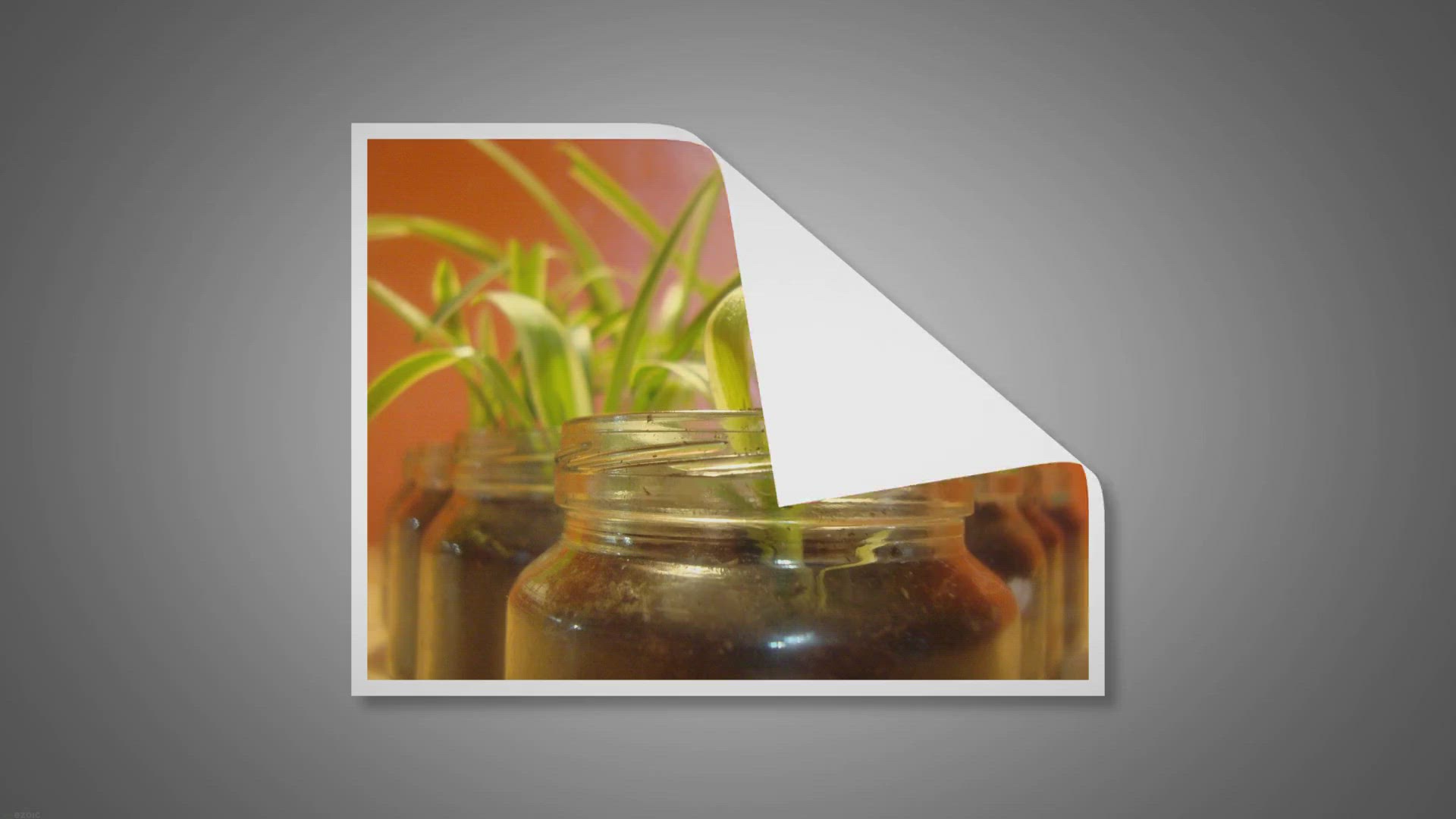 Video thumbnail for Are Spider Plants Toxic to Cats? Here’s the Truth