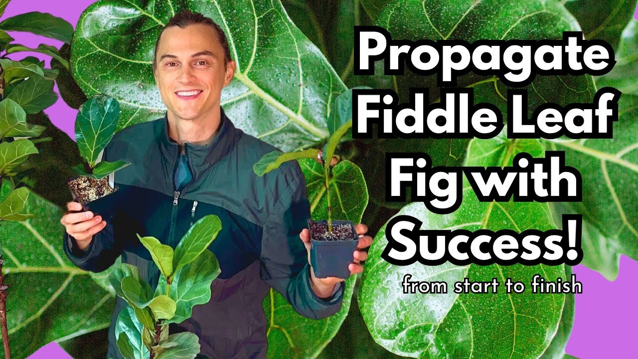 Video thumbnail for FIDDLE LEAF FIG Propagation - 2 Methods - Complete How to Tutorial - Ficus lyrata