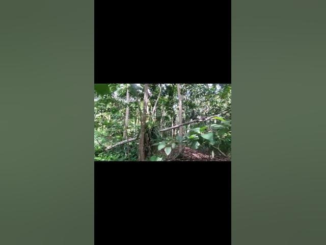 Video thumbnail for 🌿 Into the Jungle Path — Walking Through Ubud Monkey Forest