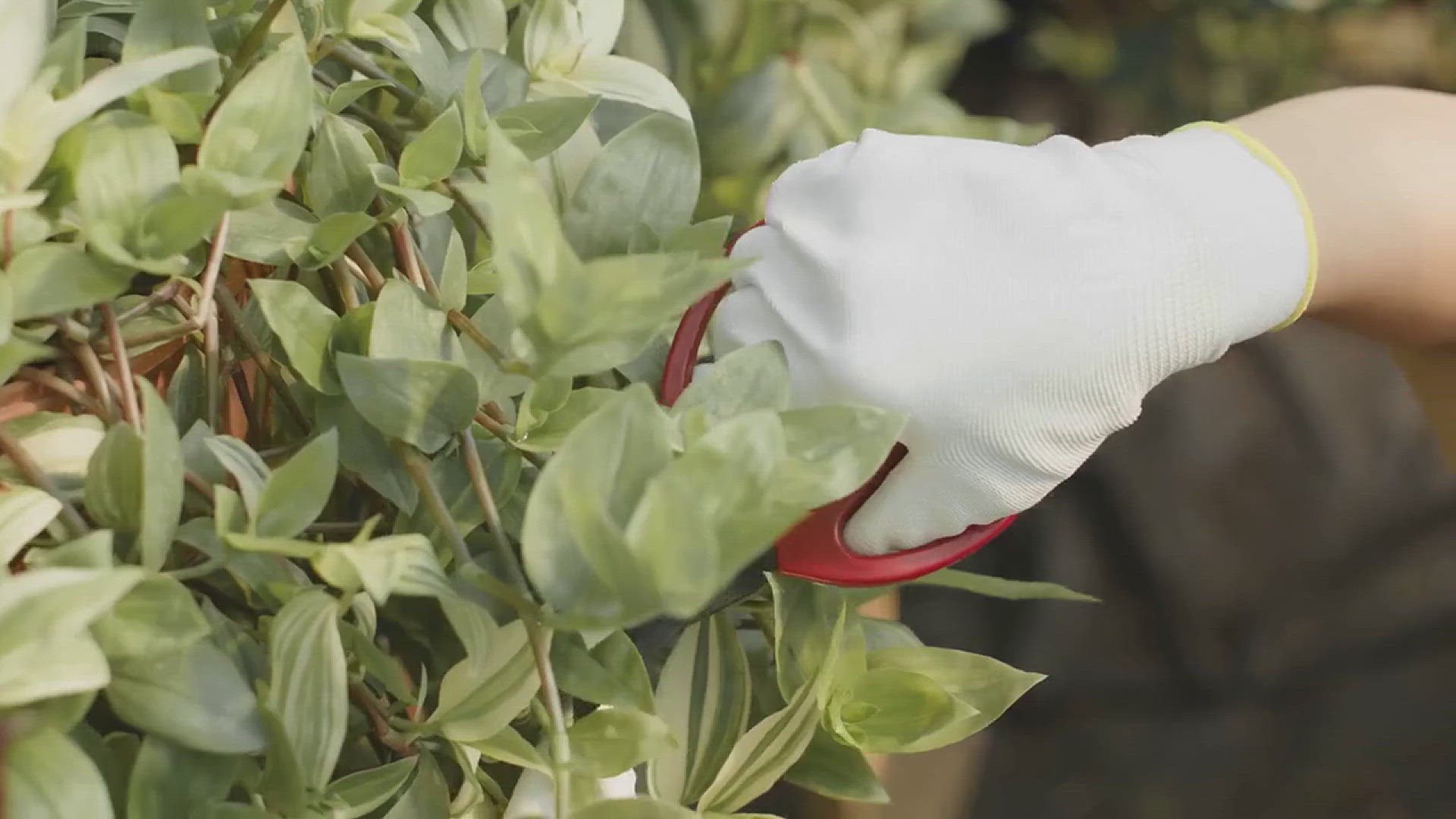 'Video thumbnail for How to Propagate Roses in the Garden'